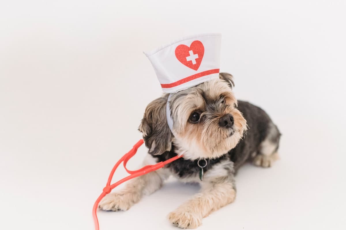 10 Best Pet Supplies WordPress Themes