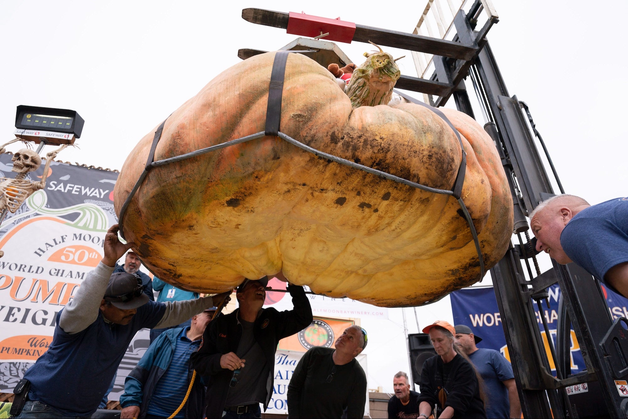 Gigantic Pumpkin Sets World Record, Grower Wins $30,000