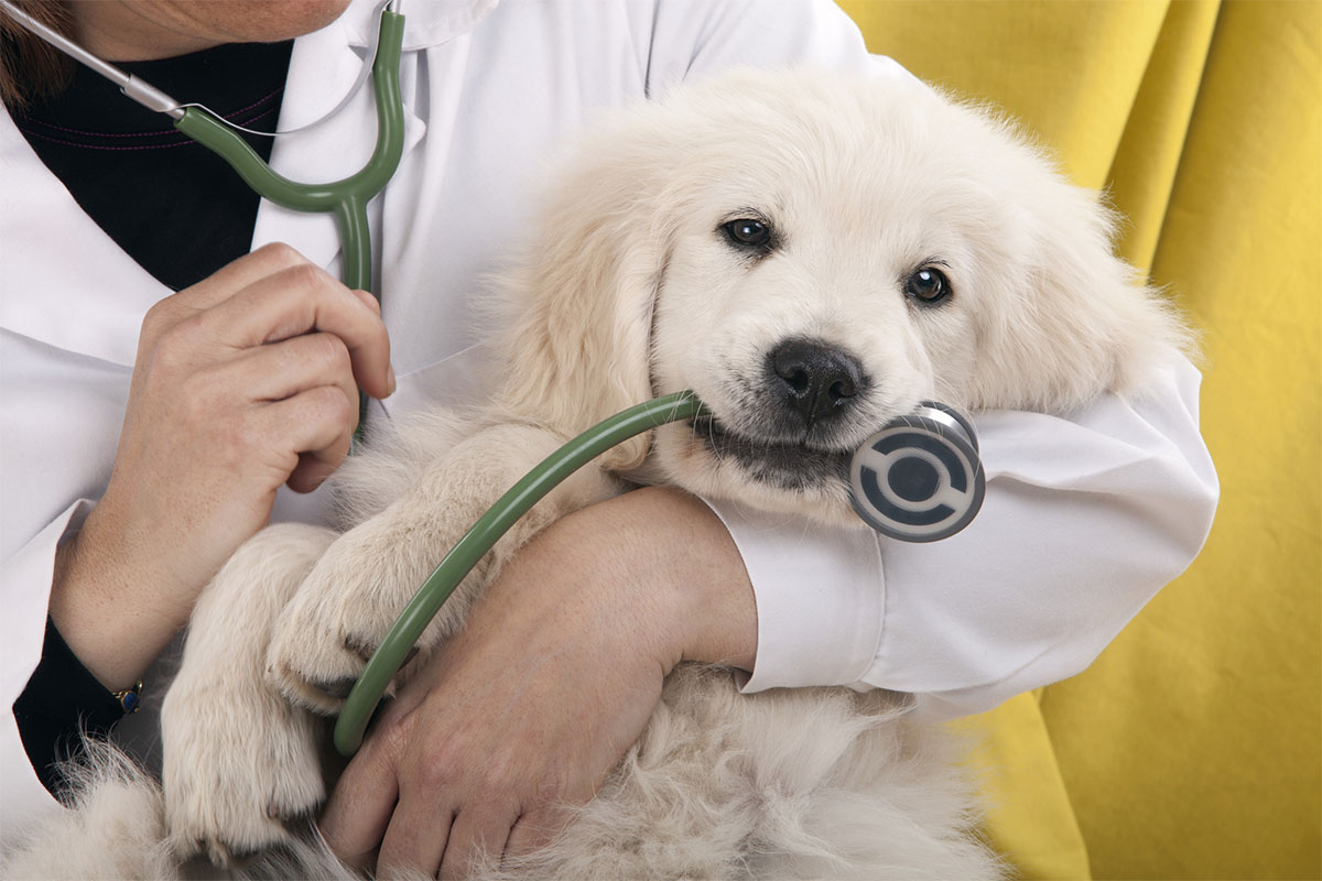 10 Best Pet Services & Veterinary WordPress Themes 2024
