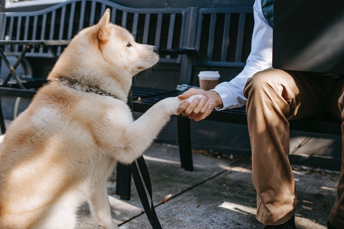 Best Dog Training WordPress Themes 2026